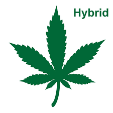 Hybrid